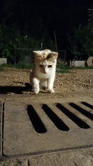 Evening backyard fire pit gathering with kitten in Viadana