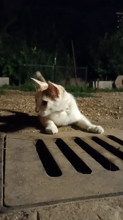Evening backyard fire pit gathering with kitten in Viadana
