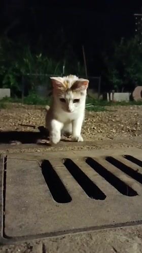 Evening backyard fire pit gathering with kitten in Viadana