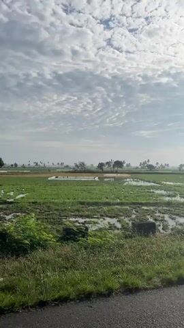 This video shows a wide shot of a rural landscape under a cloudy sky. In the foreground, a paved road runs along the bottom of the frame, bordered by green grass. Beyond the road, there are flooded rice fields with patches of green crops. In the middle ground, several dark, rectangular objects are visible in the water, possibly concrete barriers or markers. In the distance, a line of trees, including palm trees, stretches across the horizon. The sky is filled with textured, white clouds. The overall impression is of a tranquil, agricultural environment.