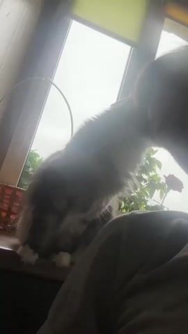 A fluffy grey and white cat sits on a windowsill in front of a window with bright sunlight. The cat is looking to the side and then turns to face the camera. A person's shoulder and head are visible in the foreground, close to the cat. There is a woven basket to the left of the cat and a plant with a pink flower to the right. The cat occasionally moves its paw. The overall lighting is very bright due to the sunlight.