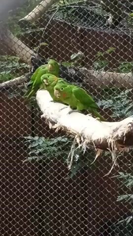 A video shows three green parrots perched on a log in an enclosure. The parrots are all facing left. The enclosure appears to be made of wire mesh. The background consists of green foliage. The lighting suggests it is daytime. The video is brief, showing no significant action or interaction between the birds.