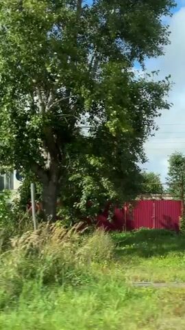 The video captures a view from a moving vehicle, likely a train, looking out at a rural landscape. Tall trees with green foliage dominate the scene, with sunlight filtering through the leaves. In the middle ground, glimpses of buildings, including what appears to be a small bus stop with a bench and a bulletin board, and a house with a light-colored facade and a dark roof are visible, partially obscured by trees and vegetation. The foreground consists of green grass and wildflowers. The sky above is blue with scattered white clouds. The motion of the vehicle is evident from the slight blurring of the scenery.