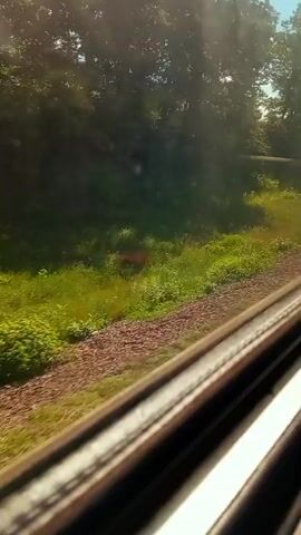 The video shows a view from inside a moving train. The focus is on the passing scenery, which includes lush green grass, trees with dappled sunlight, and a dirt or gravel path alongside the tracks. The train window frame is visible in the foreground, with its metallic structure reflecting the light. The motion of the train creates a slight blur in the background, emphasizing the sense of travel.