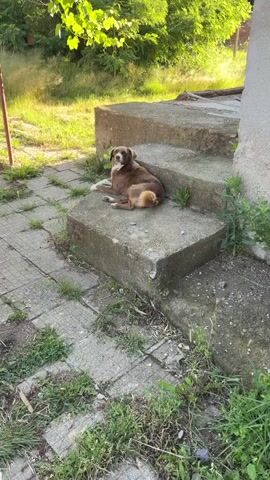 A brown dog with white markings on its chest and paws rests on concrete steps in an outdoor setting. The dog then stands up and walks down the steps, approaching the camera. It pauses and looks directly at the camera. The background consists of overgrown grass, trees, and a partially visible brick structure. A white metal gate is visible in the foreground of the final shot, with a car in the distance.