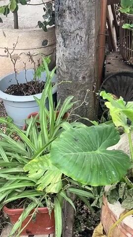 The camera pans slowly around a cluttered garden area. Various potted plants are arranged around a wooden post. Larger leafed plants are at the forefront, with smaller succulent and herbs behind. Some plants appear healthy, while others are dry or dead. There is also a decorative lantern, pieces of wood, and parts of a wagon wheel scattered around. In the background, a car and some picnic tables are visible.