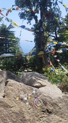 Morning visitors gather among Tibetan prayer flags in Dharamkot forest