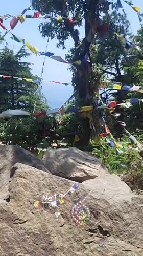 Morning visitors gather among Tibetan prayer flags in Dharamkot forest
