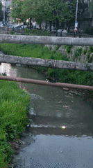 Cat explores waterway during twilight hours in Pleven, Bulgaria