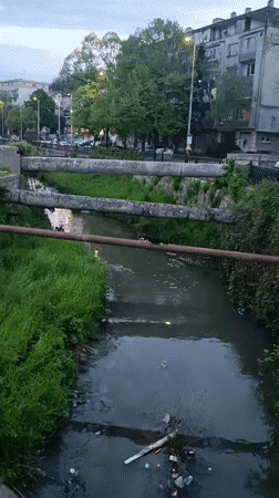 Cat explores waterway during twilight hours in Pleven, Bulgaria