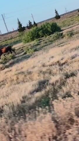 The video shows a rural landscape with dry grass and some trees. In the distance, a horse can be seen grazing. Later in the video, a cow with brown and white patches walks into the frame. The sun appears to be setting, casting long shadows. There are also power lines visible in the background.