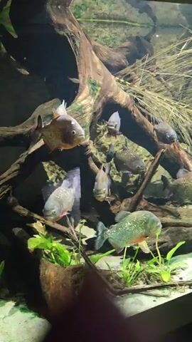 The video shows an aquarium tank containing several red-bellied piranhas. The fish are swimming amongst driftwood and aquatic plants. The water is clear, and the lighting is somewhat dim, creating an underwater atmosphere. The piranhas are mostly grey with some reddish-orange coloration on their undersides. They are of varying sizes and are positioned at different depths within the tank. The camera is held at a steady angle, providing a clear view of the aquatic environment and the fish.