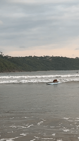 Surfers ride small waves at Galle beach