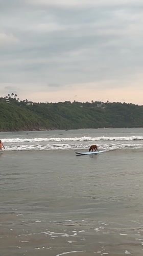 Surfers ride small waves at Galle beach
