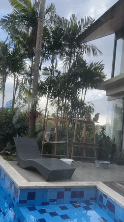 Two dogs and a poolside owl at a Bali villa