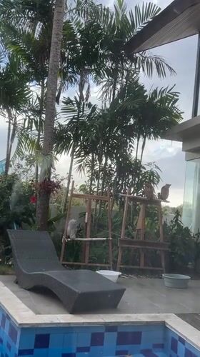 Two dogs and a poolside owl at a Bali villa