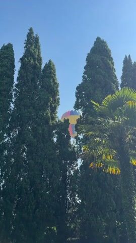 A colorful hot air balloon is visible in the sky behind a row of tall, dark green cypress trees. A palm tree is visible on the right side of the frame. The sky is a clear, light blue.