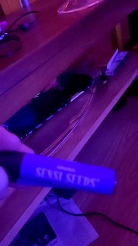 The video shows a person holding a blue "Sensi Seeds" branded cylinder, which is possibly a container for cannabis seeds. The scene is lit with purple and pink lighting. The objects surrounding the seed container, some on a wooden shelf,  include cables, a remote control, a package of rolling papers and various glass or plastic objects of unknown use. The video is shaky and not very clear, so some details are uncertain.