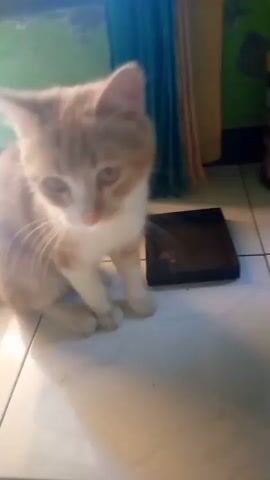 A light orange and white cat sits facing the camera, its head tilted down. The background is blurred, but appears to be indoors with some light filtering in from the left, possibly from a window or doorway. There is a dark object, possibly a small box or book, to the right of the cat. The cat's eyes are open and it appears to be looking towards the camera.