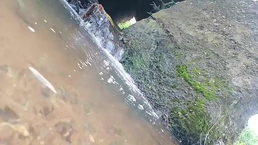 A close-up, low-angle video shows water flowing down a concrete structure. The water is murky and appears to be moving quickly, with some white foam visible on its surface. The concrete structure is rough and textured, with patches of green moss growing on its surface. The background is dark and out of focus, suggesting an opening or tunnel. The lighting is dim and natural. There are no people or animals visible in the frame. The overall impression is one of natural erosion and water flow in an outdoor environment.