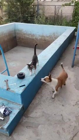A small, brown and white dog with erect ears stands on a concrete surface, looking up at a gray and black tabby kitten perched on the edge of a blue-painted concrete structure. The kitten is standing on its hind legs, facing the dog. Next to the kitten on the blue ledge are a black cylindrical object and two wrenches. Below the ledge, on the concrete, are a metal grate and some papers. The blue structure appears to be the edge of an empty swimming pool, with the interior walls stained and worn. In the background, there is greenery, a fence, and a blue ladder leaning against the pool. The dog moves closer to the pool's edge, and the kitten appears to swat at the dog's head. The dog then lowers its head and sniffs the concrete near the pool.