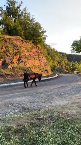 A donkey walks across a gravel road. A person is visible in the background, also on the road. The landscape is hilly with trees and a rocky outcrop. The sky is blue with some clouds. The sun is setting or rising, casting a warm glow on the scene. Another donkey is in the distance on the road. The video then shows a young woman with curly hair taking a picture with her phone. She is standing on a dirt path, facing away from the camera. Behind her is a large tree and the sky.