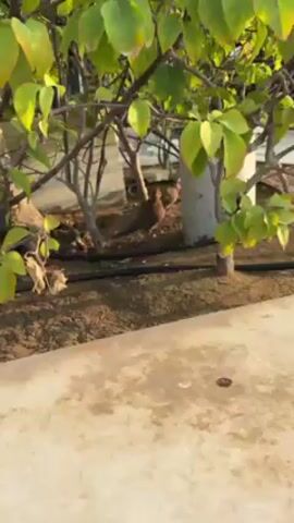 The video shows a brown and grey bird walking near a swimming pool. The bird is initially under a tree with green leaves. It then walks onto a light-colored concrete area near the pool's edge. The pool water is calm and reflects sunlight. The background includes buildings and other greenery. The video seems to be taken outdoors during daylight.