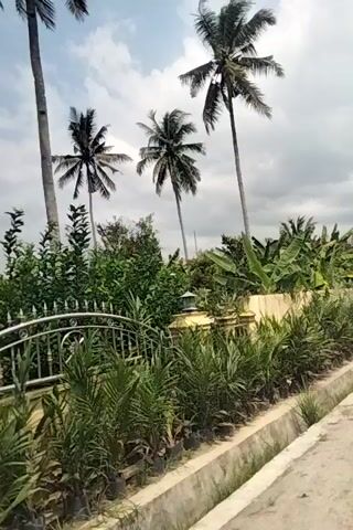 A video pans from a cloudy sky to show palm trees and banana plants. The camera then moves along a path bordered by grass and what appears to be a concrete structure. Further on, a building with a corrugated metal roof and brick walls comes into view, followed by a large, ornate beige gate. The video continues to pan, revealing more of the lush green foliage and glimpses of other structures. The camera angle is consistently tilted, giving the impression of looking up at the scene.
