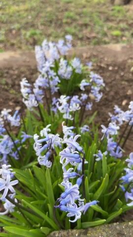 The video begins with a close-up of light blue hyacinth flowers in a garden bed. The camera then zooms out to reveal a view of a rural landscape. In the midground, there's a grassy yard with scattered gardening tools, including a shovel and hoe, resting on a tree stump. Several houses with red-tiled roofs are visible on a hillside dotted with trees. The sky is bright blue with scattered clouds. In the background, a wooded hill rises above the houses. A person is sitting on a ledge of a building in the distance. A cat is lying down nearby. A dog barks loudly at the beginning of the video.