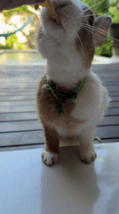 Person feeds rabbits at Indonesian residence with colorful details