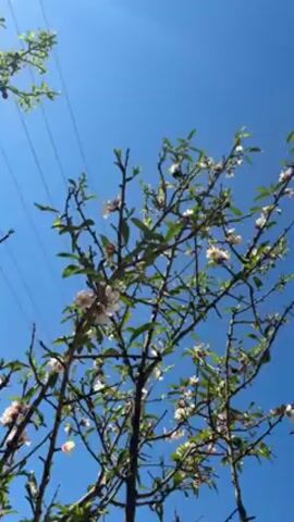 The video presents a view looking upwards at a tree with branches reaching towards a clear, bright blue sky. The tree is in bloom, with small white flowers scattered among its green leaves. The branches are thin and dark, and some of the flowers have a hint of pink at their centers. In the top left corner, there are several power lines running across the sky. The camera slowly zooms in on the branches and flowers.