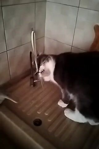 A grey and white cat drinks water from a faucet in a sink. The faucet is turned on, and water is flowing into the sink. The cat is standing on the edge of the sink and is leaning over to drink. The sink is made of a beige material and has a ribbed surface. The wall behind the sink is tiled with square grey tiles.