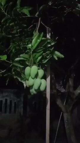 A bunch of green mangoes hangs from a tree branch in the dark. The mangoes are clustered together, with their stems visible. The tree has dark green leaves. In the background, there is a dark fence and the indistinct outline of another tree. The scene is dimly lit, suggesting it might be nighttime or in a shaded area.