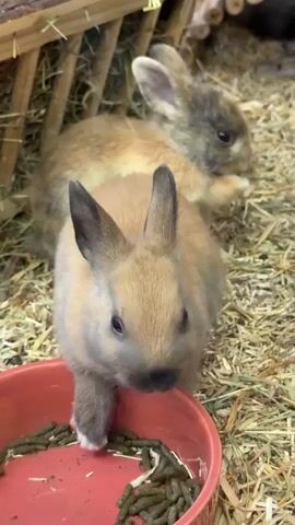 Two small rabbits are in an enclosure with hay as bedding.  One rabbit is eating from a pink bowl filled with dark green pellet food.  The other rabbit is sitting behind the first, watching.  A small wooden structure is in the background.