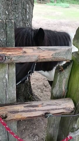 A black and white pony with a black mane peeks through a gap in a wooden fence. Its head is down, and its ears are back. The pony is wearing a bridle with metal rings and straps. Behind the pony, the ground is dirt. To the left of the pony, a patch of green grass is visible. Further in the background, another horse, this one a dark brown, stands on its legs. In the foreground, the fence is made of weathered, rough-hewn logs. A red rope is tied to the right side of the fence. The video is shot from a close-up perspective, focusing on the pony's head and the fence. The lighting suggests it is daytime.