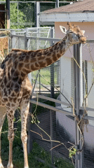 Giraffes, bears, and a Ferris wheel at Krasnoyarsk Zoo