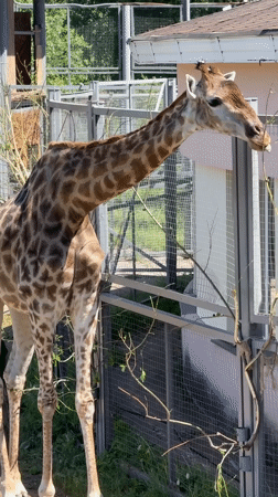 Giraffes, bears, and a Ferris wheel at Krasnoyarsk Zoo