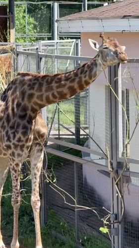 Giraffes, bears, and a Ferris wheel at Krasnoyarsk Zoo