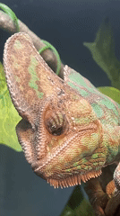 Chameleon filmed in Moscow terrarium during morning hours