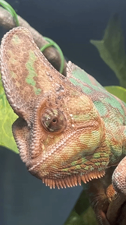 Chameleon filmed in Moscow terrarium during morning hours