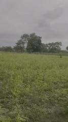 Sesame crops documented in Mararaba field under cloudy skies
