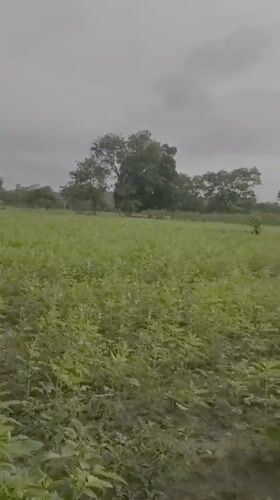 Sesame crops documented in Mararaba field under cloudy skies