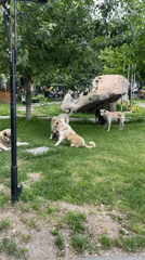 Park visitors document dogs, Ferris wheel, outdoor dining Wednesday afternoon