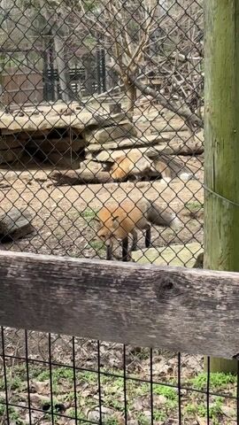 The video shows a fox in an enclosure at what appears to be a zoo or wildlife park. The fox is standing near the chain-link fence looking towards the camera. There is another fox in the background, slightly blurred. The enclosure has dirt ground, some rocks, and a wooden log. A fence post is visible to the right. Sounds of a baby crying can be heard in the background.
