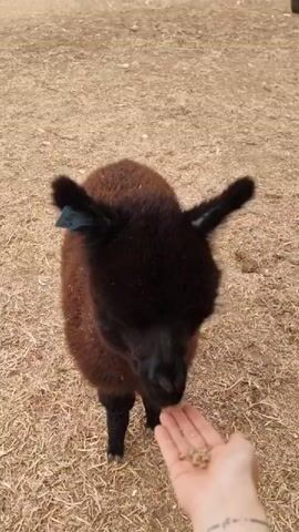 The video shows a dark brown sheep being hand-fed by a person. The sheep has a dark brown body with a dark black head and legs, and its ears are sticking up. The person holding the food has a tattoo on their arm and is standing in a field covered in dry grass. In the background, there is a wooden structure and a couple of people walking around. The sheep appears to be eating the food from the person's hand.