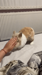 Petting a small rabbit on bed in Sofia