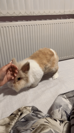 Petting a small rabbit on bed in Sofia
