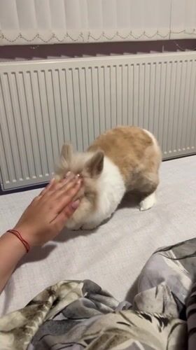 Petting a small rabbit on bed in Sofia