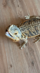 Bearded dragon on a wooden floor, eating and exploring