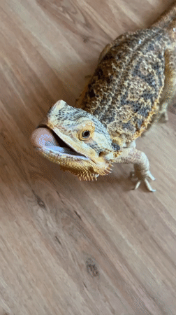 Bearded dragon on a wooden floor, eating and exploring